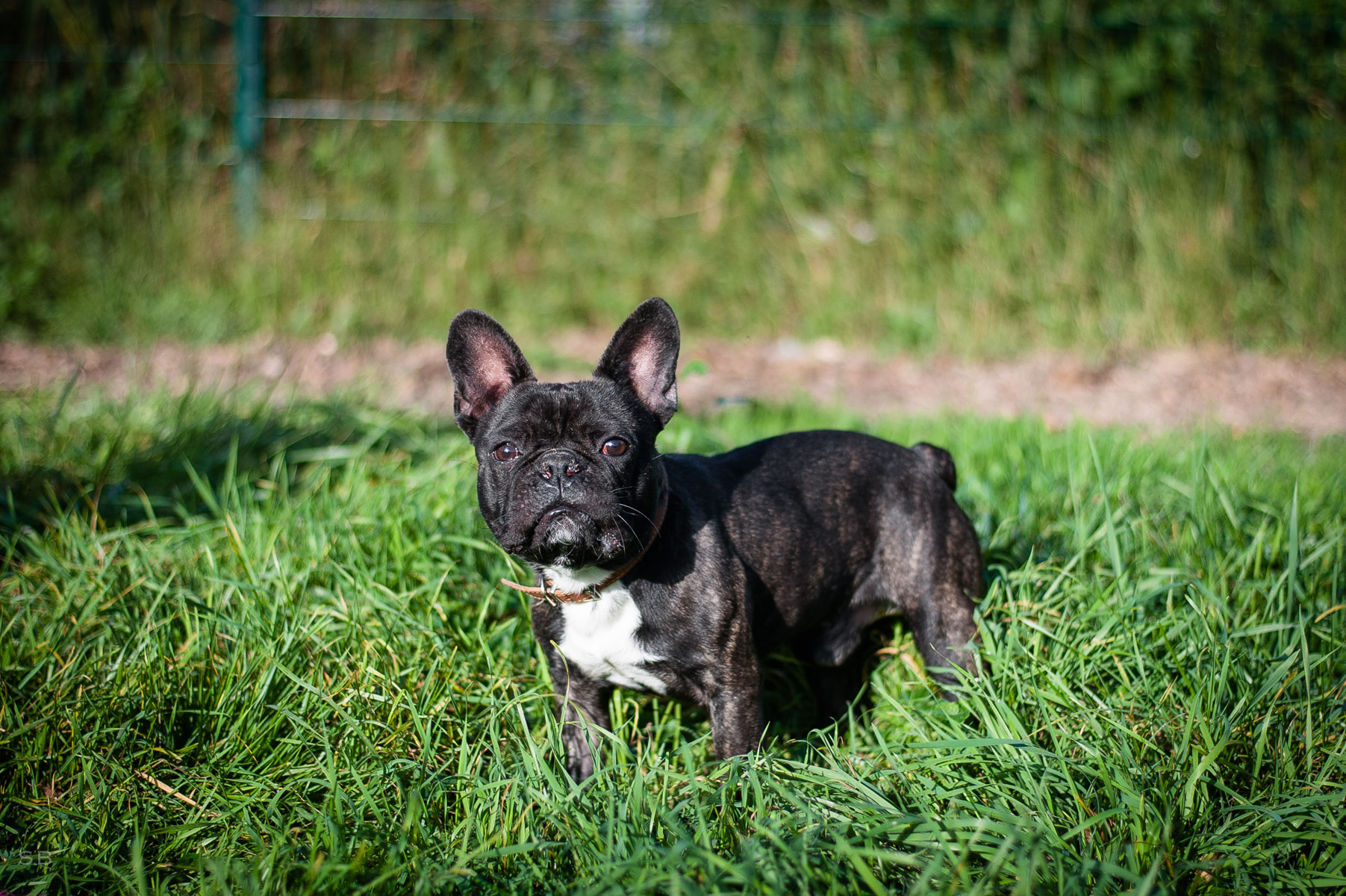 APAGI - Zed, CHIEN Bouledogue Français à la robe Noir Bringé