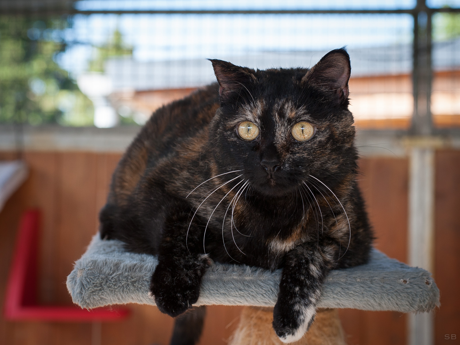 APAGI Choupa, CHAT Européen à la robe Ecaille de tortue