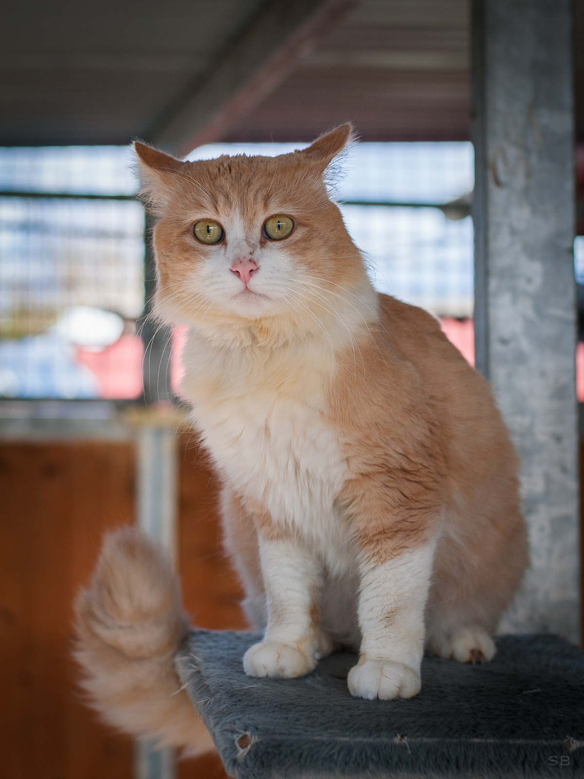 Apagi Gold Chat Europeen A La Robe Roux Et Blanc Poil Mi Long