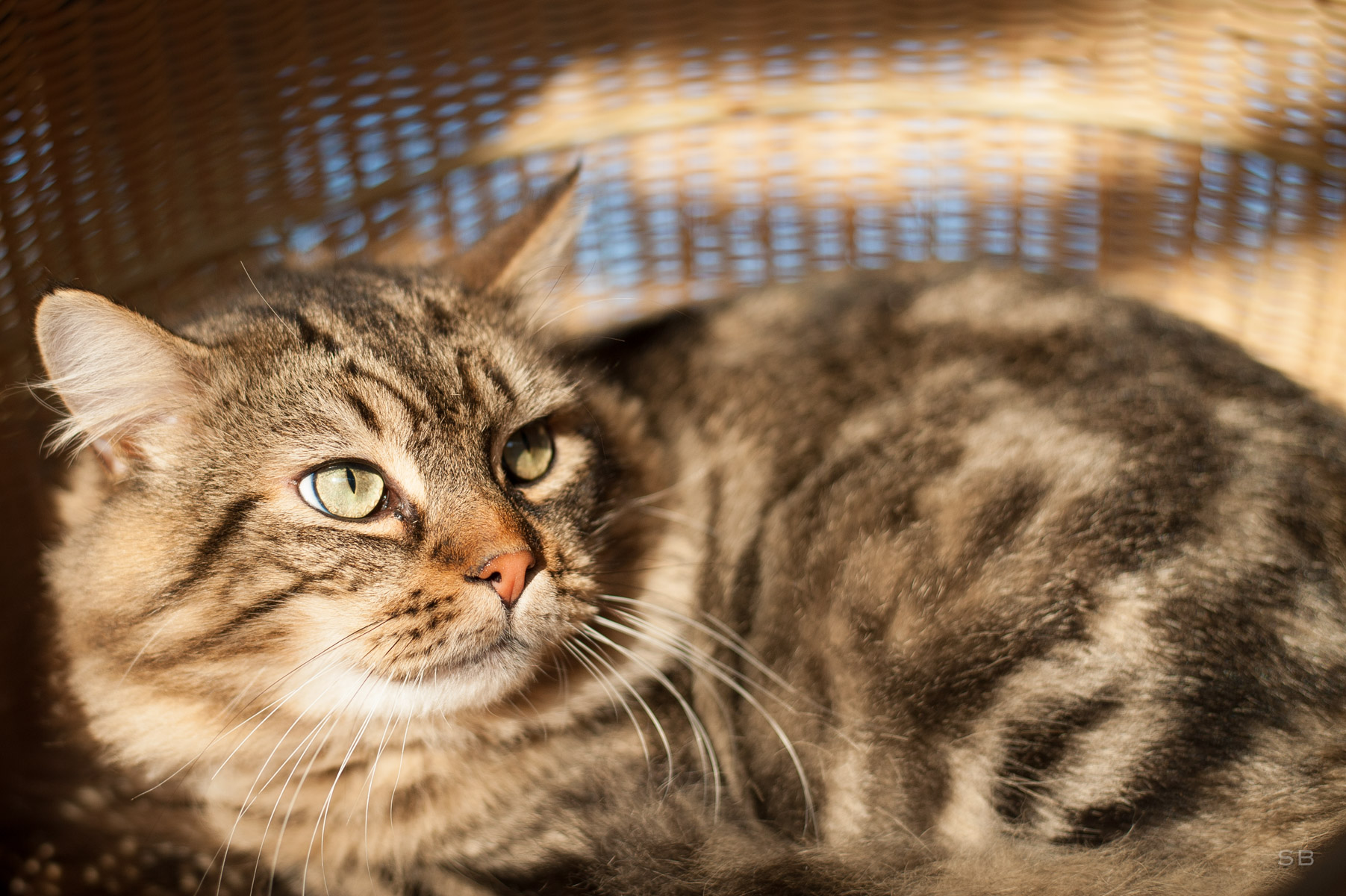 Apagi Shell Chat Europeen A La Robe Tigre Poil Mi Long Apagi Shell Chat Europeen A La Robe Tigre Poil Mi Long