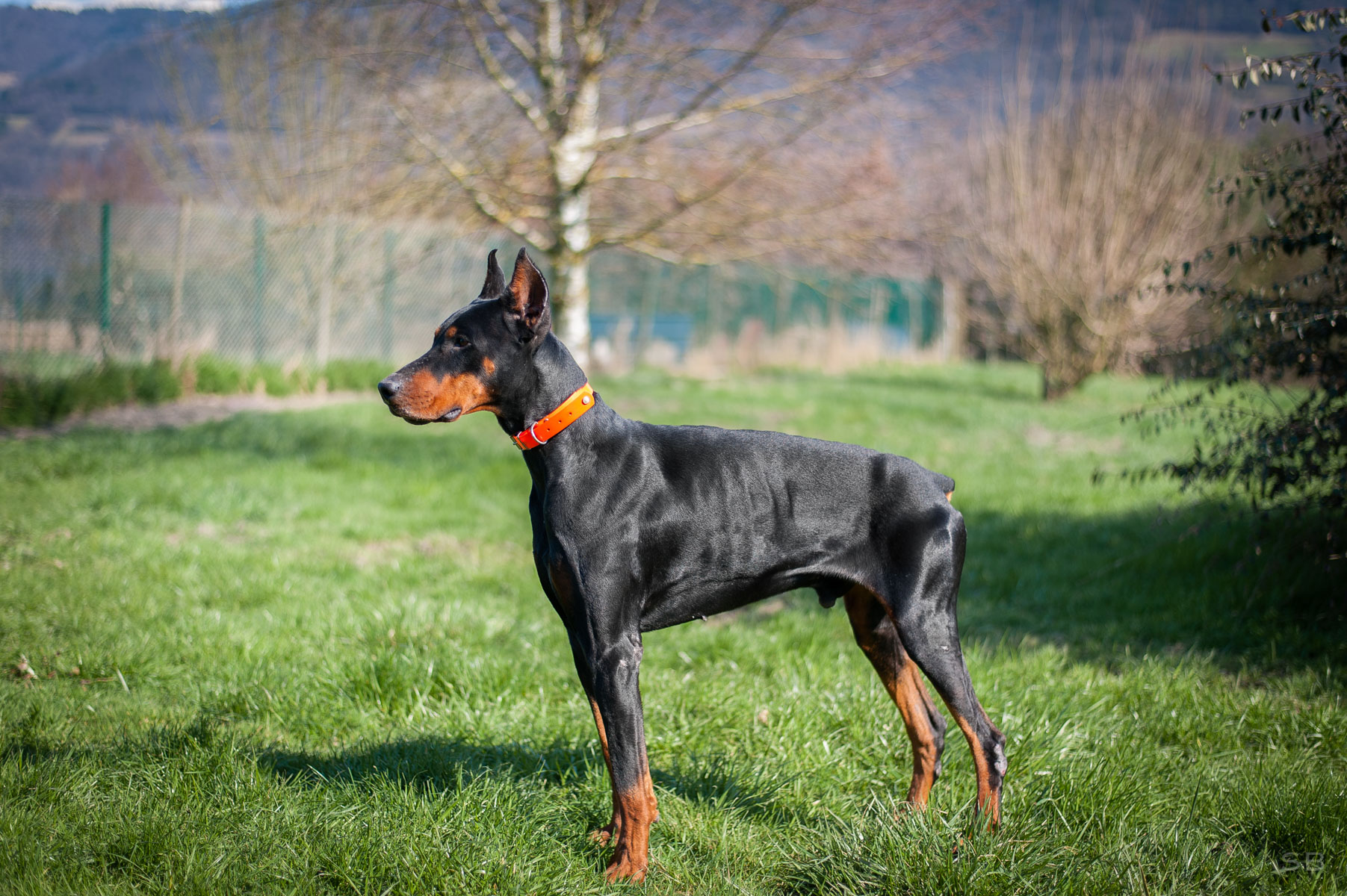 APAGI Harley, CHIEN Dobermann à la robe Noir et feu