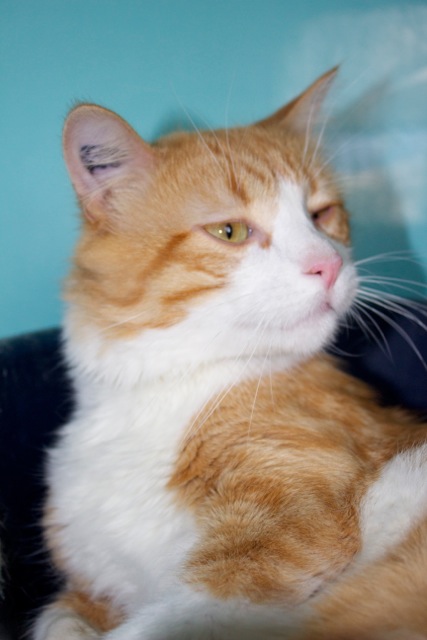 Apagi Gourmet Chat Europeen A La Robe Roux Et Blanc