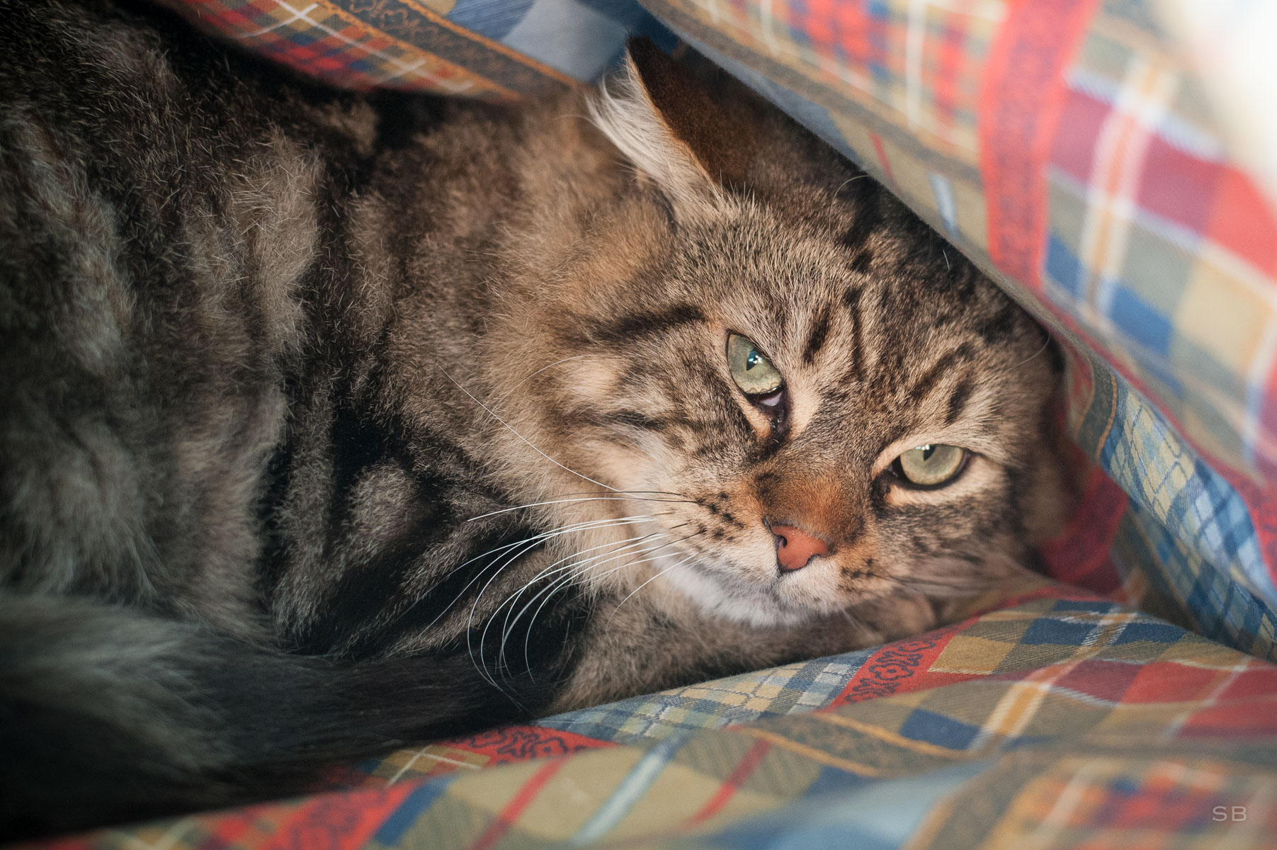 Apagi Shell Chat Europeen A La Robe Tigre Poil Mi Long Apagi Shell Chat Europeen A La Robe Tigre Poil Mi Long
