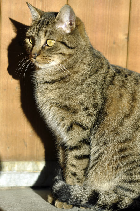 Chat Avenuw