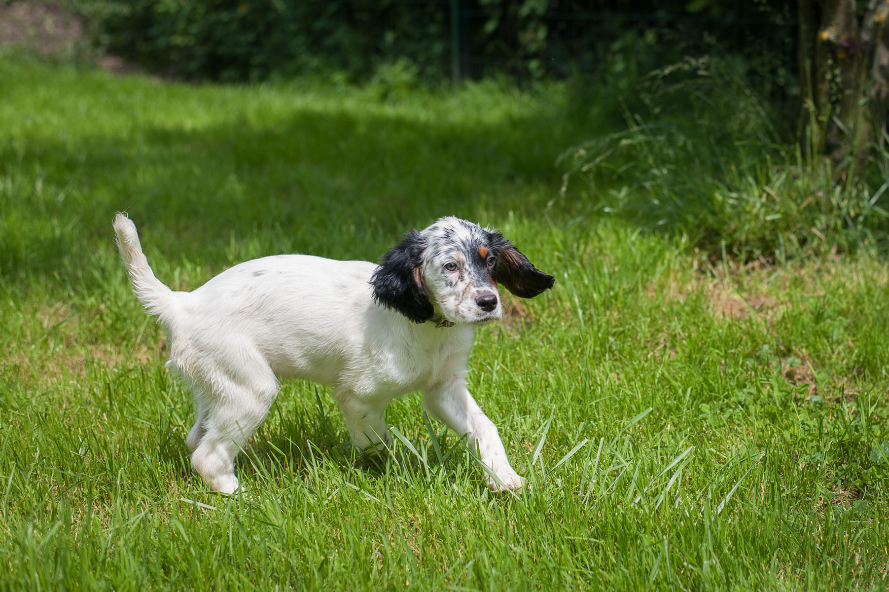 APAGI - Pancho, CHIEN x Setter Anglais à la robe Tricolore
