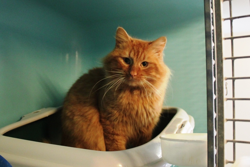 Apagi Niaou Chat Europeen A La Robe Roux Poil Long