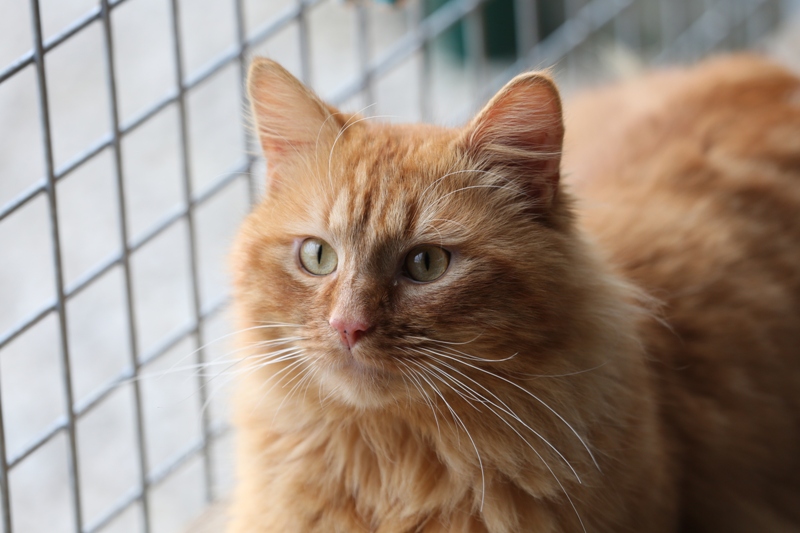 Apagi Niaou Chat Europeen A La Robe Roux Poil Long