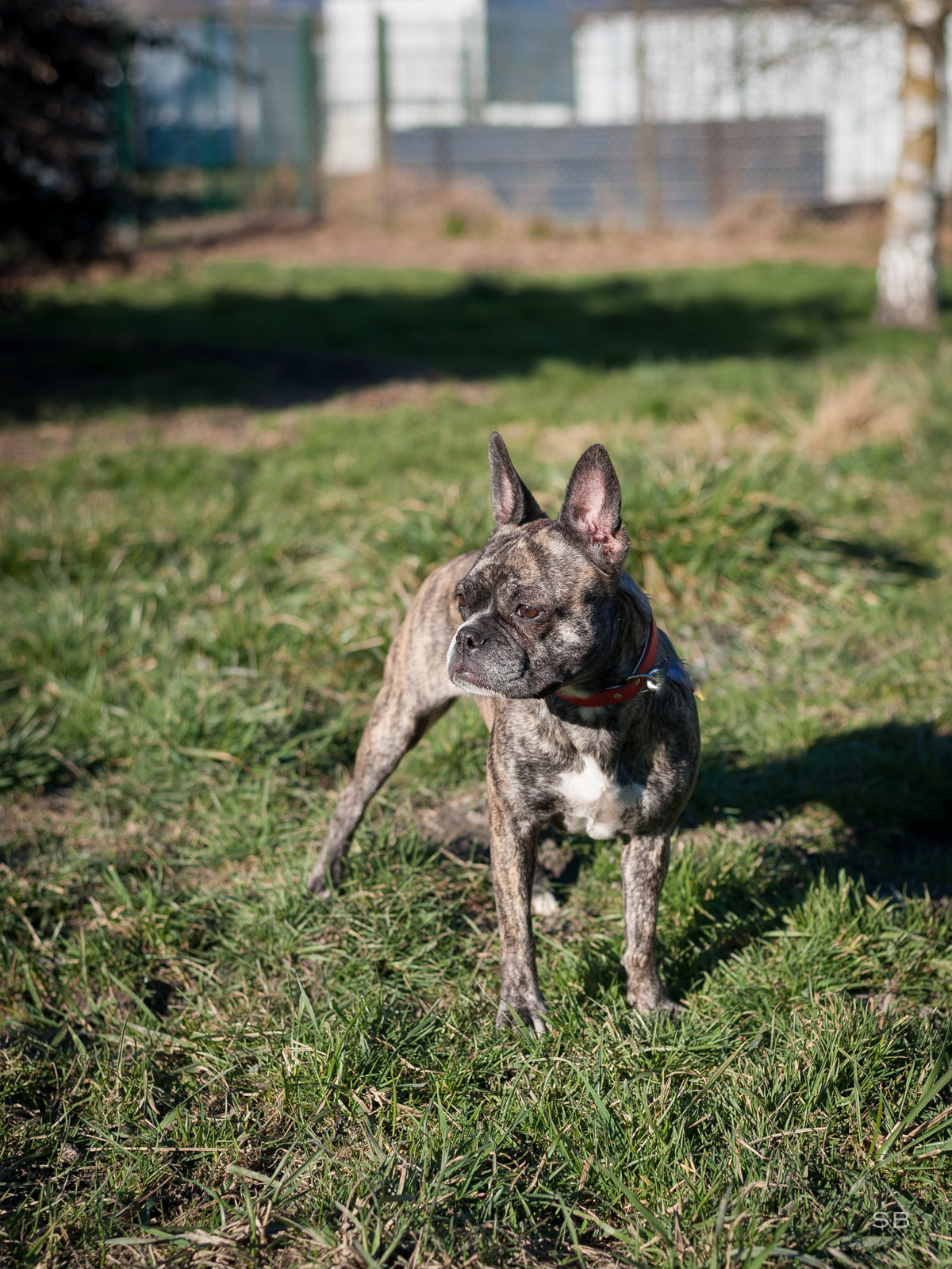 APAGI - Neva, CHIEN X Bouledogue Français à la robe Bringée