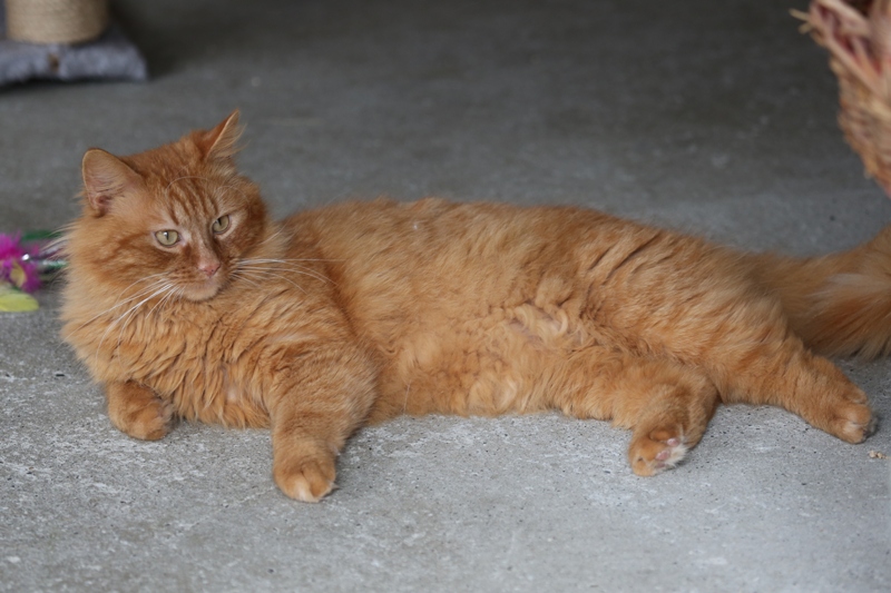 Apagi Niaou Chat Europeen A La Robe Roux Poil Long