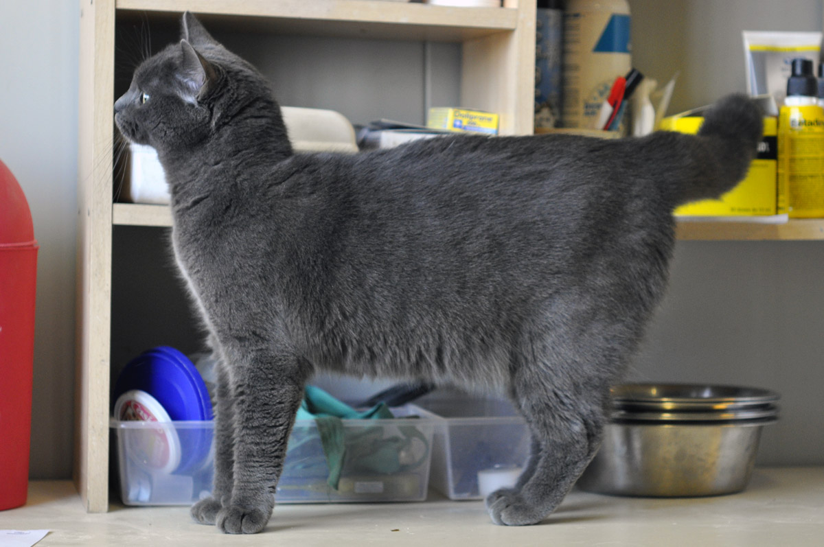 APAGI Mesrine, CHAT Croisé Chartreux à la robe Bleu — free download