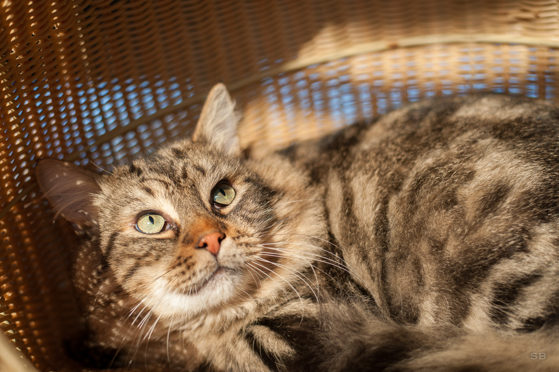 Apagi Shell Chat Europeen A La Robe Tigre Poil Mi Long Apagi Shell Chat Europeen A La Robe Tigre Poil Mi Long