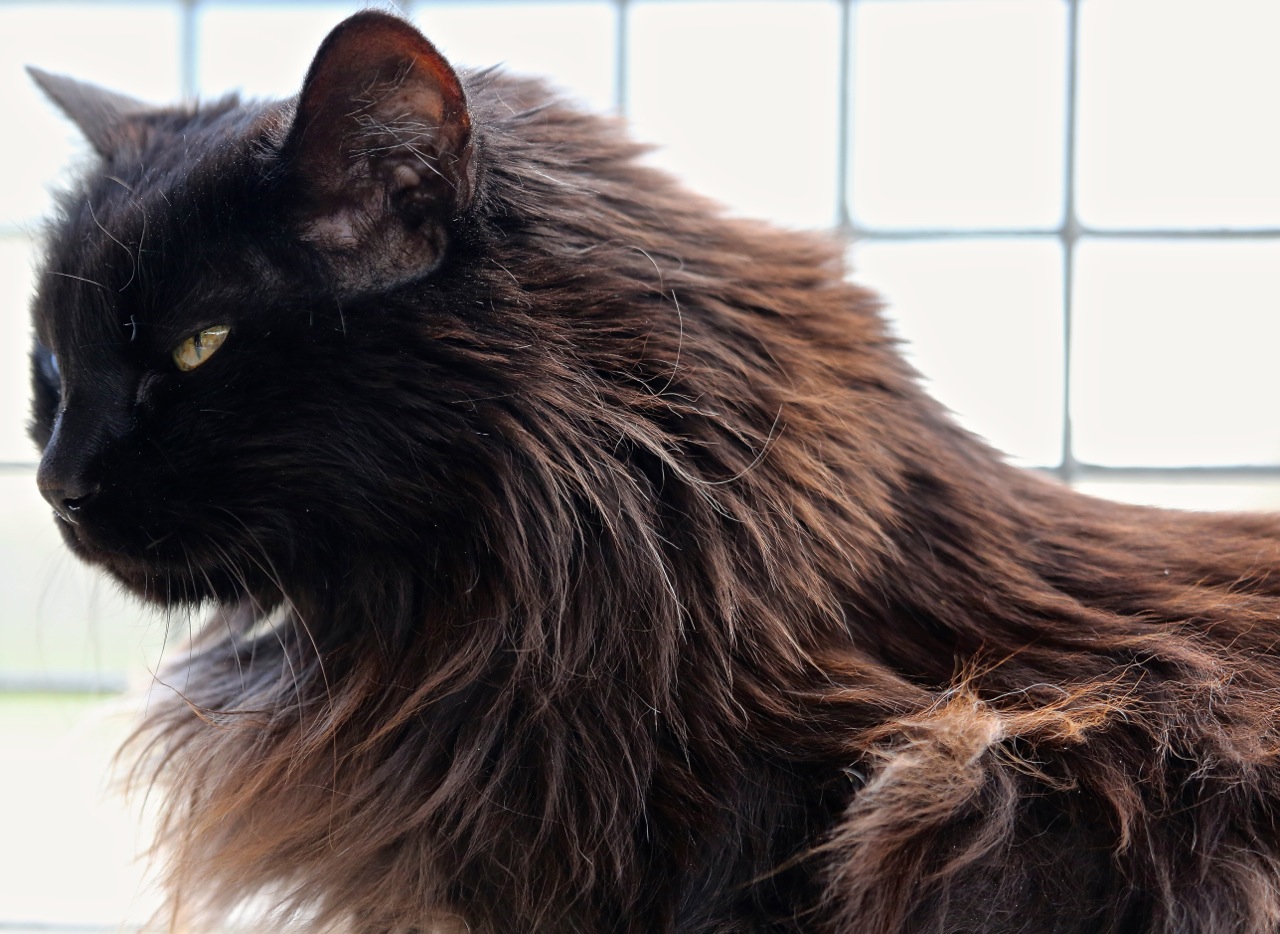 Apagi Old Chat Europeen A La Robe Noir Poil Long