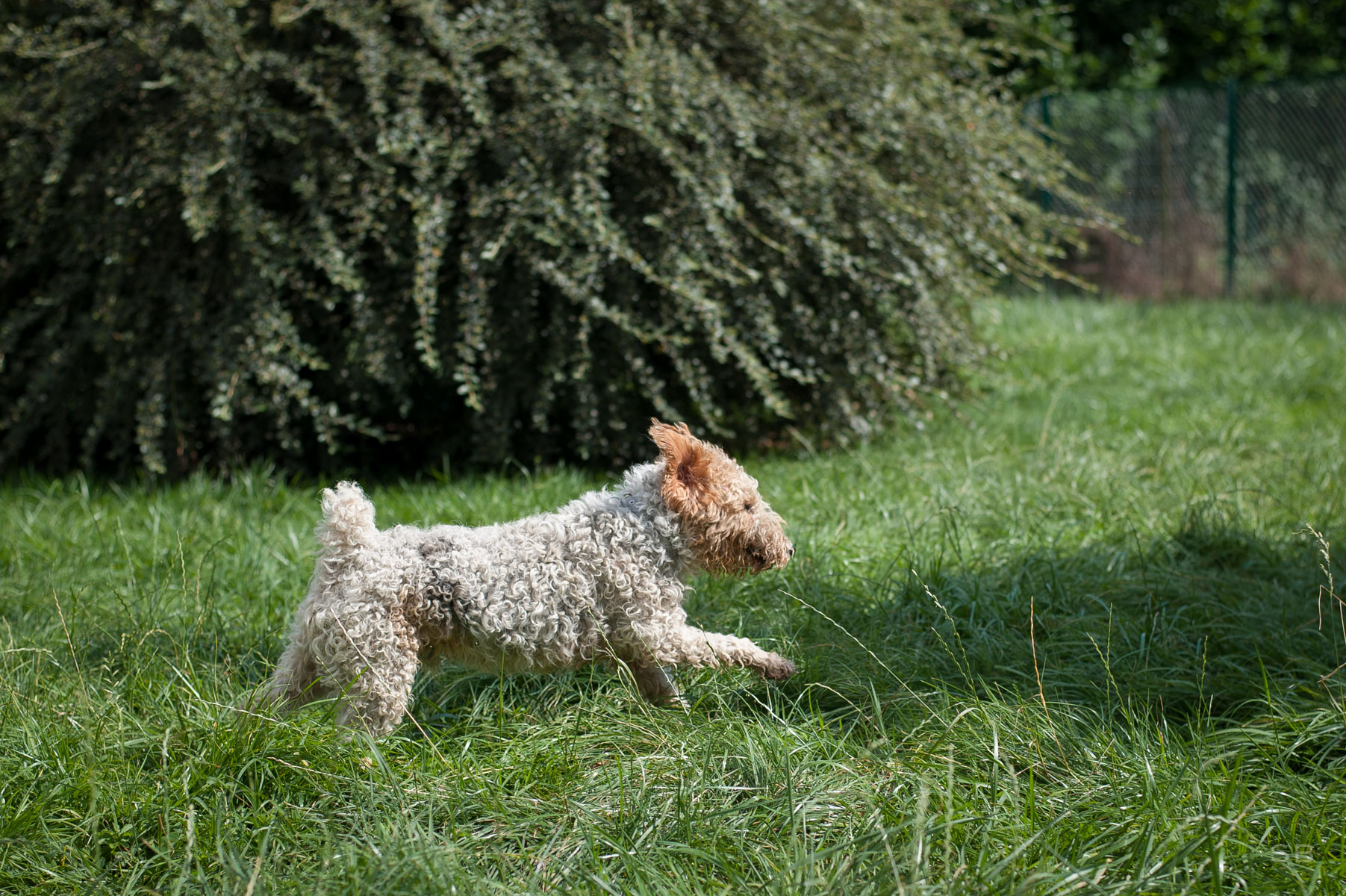 Chien Fox Terrier En Velours, Intérieur Paille, Années 30