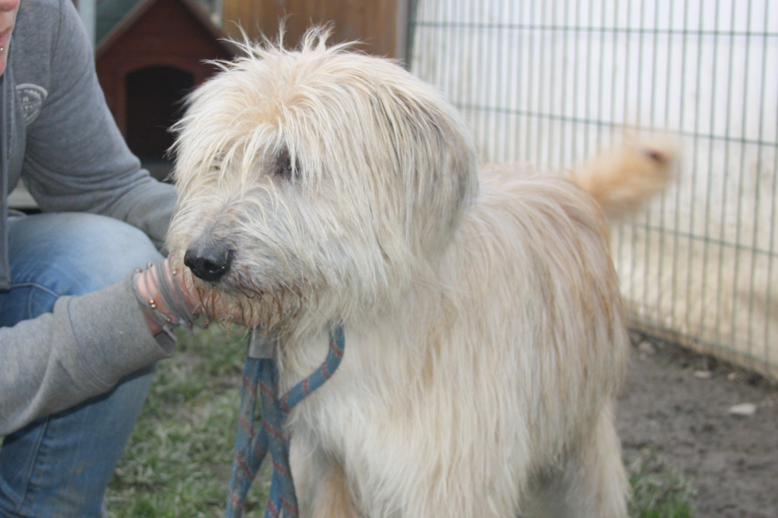 Chien Griffon Crois Berger