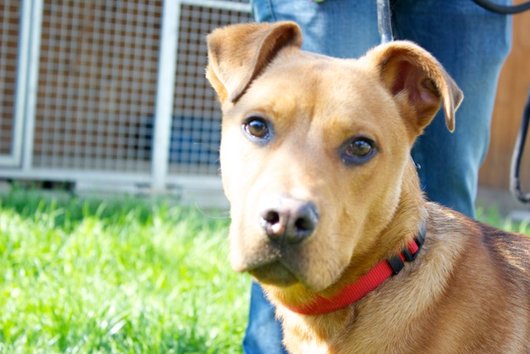 Photo de Hyron, CHIEN X berger Fauve charbonne