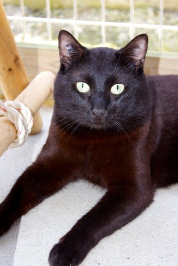 Photo de Gamin, CHAT Europeen Noire