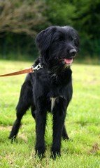 Photo de Gandja, CHIEN X griffon Noir