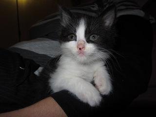 Photo de Papouf, CHAT Europeen Noir et blanc
