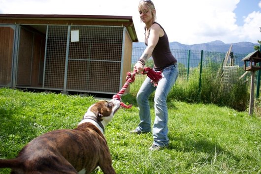 Photo de Toopac, CHIEN X staffie Bringe et blanc