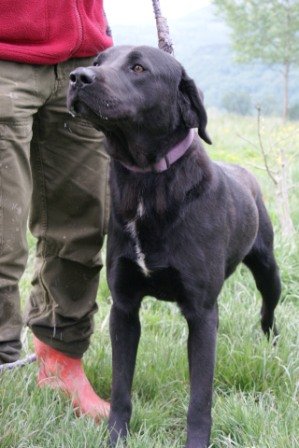 Photo de Mozart/airox, CHIEN Labrador Noire