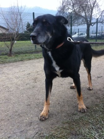 Photo de Gabor, CHIEN X berger de beauce Noir et feu