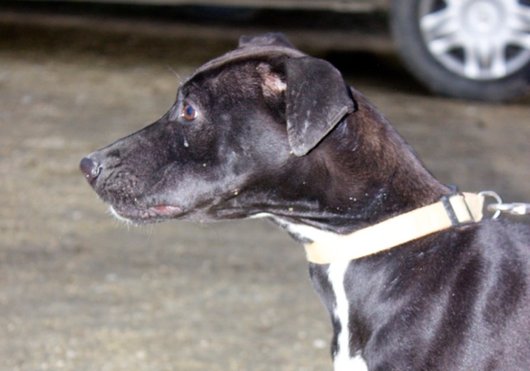 Photo de Fight, CHIEN Labrador x levrier Noire