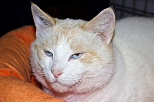 Photo de Figaro, CHAT Europeen Red point