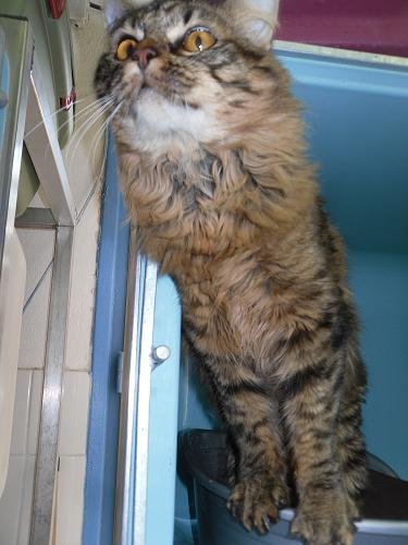 Photo de Grunge, CHAT X norvegien Tigre poil long