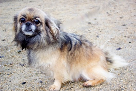 Photo de Etoile, CHIEN Epagneul tibetain Fauve masque noir