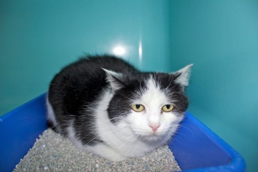 Photo de Utha, CHAT Europeen Noir et blanche