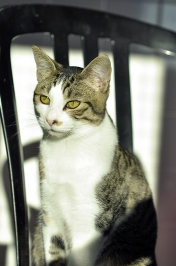 Photo de Markus, CHAT Europeen Tigre rt blanc