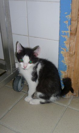 Photo de Gonzo, CHAT Europeen Noir et blanc