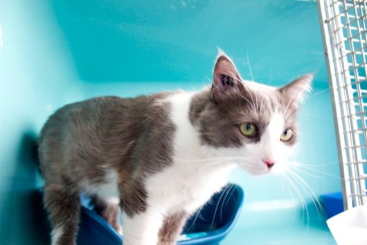 Photo de Gribouille, CHAT Europeen Gris et blanc poil mi long