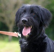 Photo de Gandja, CHIEN X griffon Noir