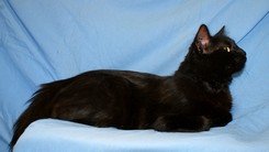 Photo de Gaara, CHAT Europeen Noir