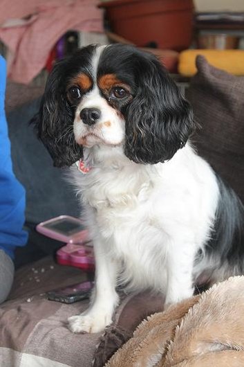 Photo de Sissou, CHIEN Cavalier king charles Tricolore