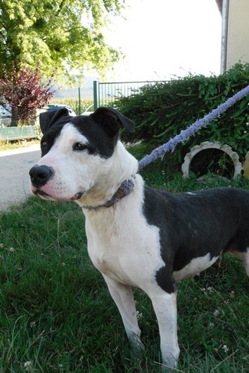 Photo de Vicky, CHIEN American staffordshire terrier Noire et blanche
