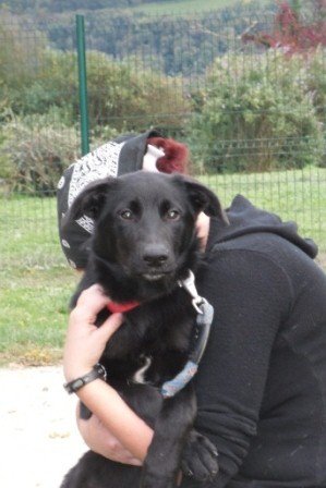 Photo de Ombre, CHIEN X labrador Noir