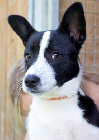 Photo de Ilia, CHIEN X basenji Noir et blanche