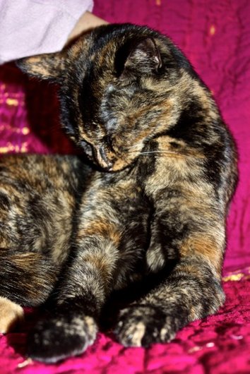 Photo de Turtle, CHAT Europeen Ecaille de tortue