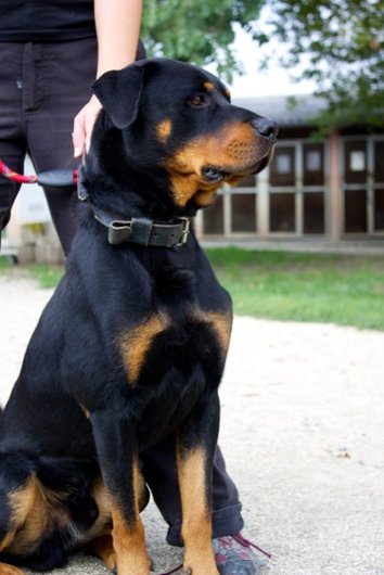 Photo de Kyser, CHIEN Croise rott Noir et feu