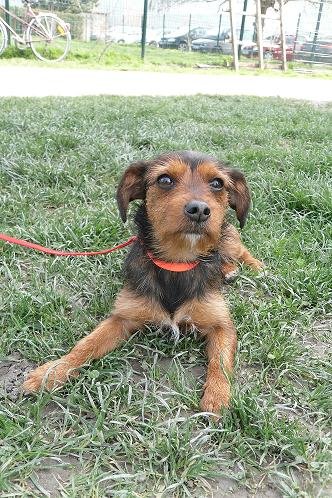 Photo de Miss, CHIEN X griffon et teckel Noir et feu
