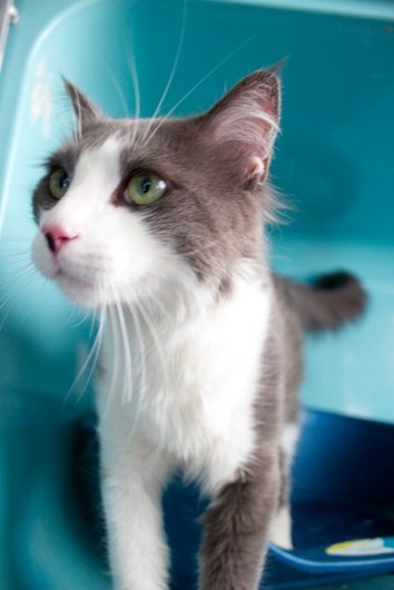 Photo de Gribouille, CHAT Europeen Gris et blanc poil mi long