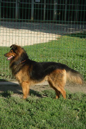 Photo de Daiko, CHIEN X berger allemand Noir et feu