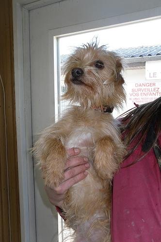 Photo de Frenchy, CHIEN X petit griffon Fauve