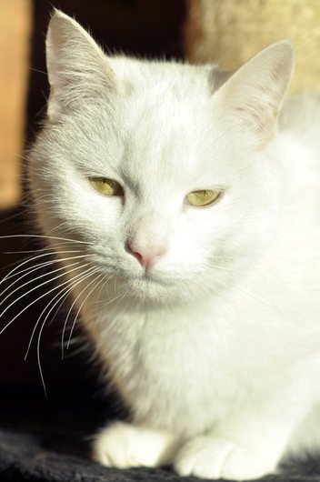 Photo de Hakita, CHAT Europeen Blanche