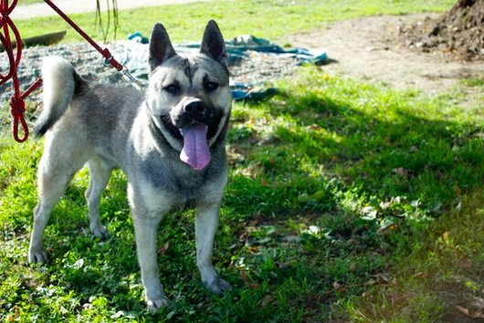 Photo de Jah, CHIEN X eurasier Sable charbonne