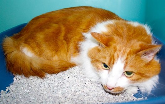 Photo de Zizou, CHAT Europeen Roux et blanc angora