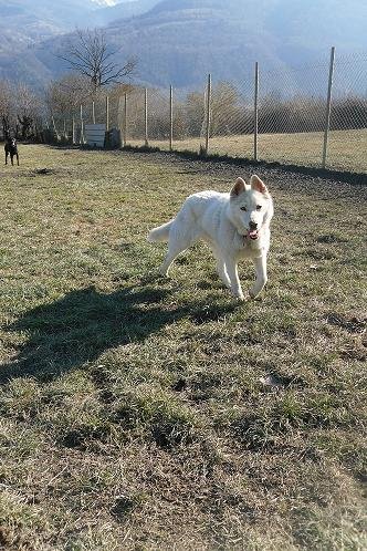 Photo de Louva, CHIEN Husky Blanche