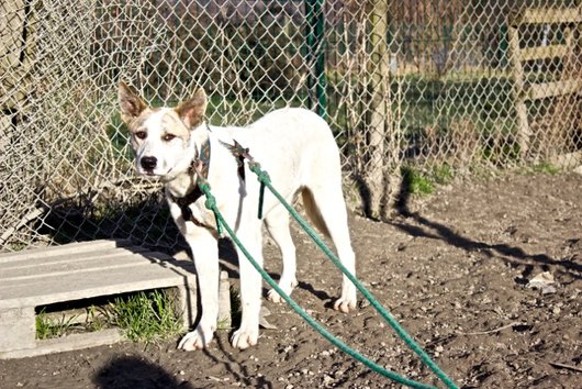 Photo de Kaila, CHIEN Commune Blanc